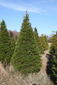 Virginia Pine Tree
