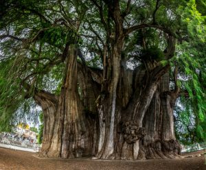 Ahuehuete Tree