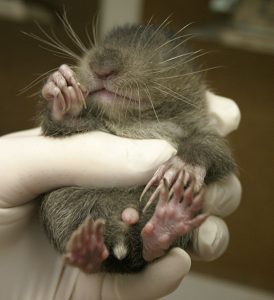 Baby Mountain Beaver