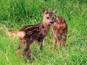 Baby Roe Deer
