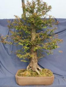 Bald Cypress Bonsai