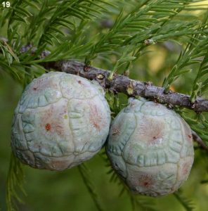 Bald Cypress Cones