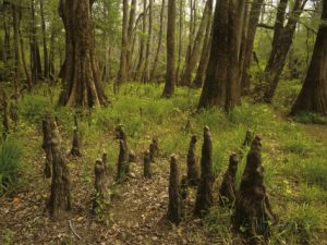 Bald Cypress Knees