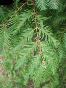 Bald Cypress Leaf