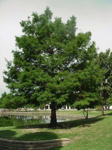 Bald Cypress Pictures