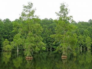 Bald Cypress Trees