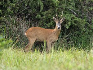 European Roe Deer