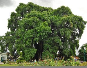 Mexico National Tree