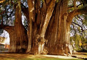 Montezuma Bald Cypress