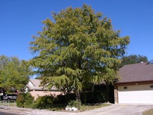Montezuma Cypress