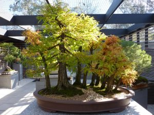 Montezuma Cypress Bonsai
