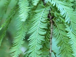 Montezuma Cypress Leaves