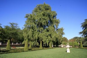 Montezuma Cypress Pictures