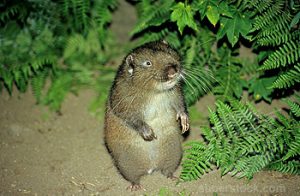 Mountain Beaver