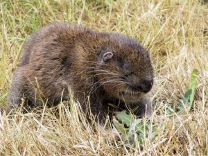 Mountain Beaver Pictures