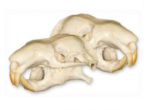 Mountain Beaver Skull