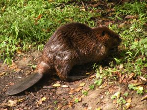 Mountain Beaver Tail