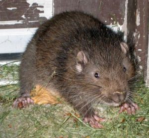 Mountain Boomer Rodent