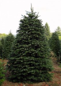 Nordmann Fir
