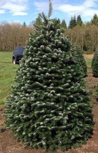 Nordmann Fir Christmas Tree