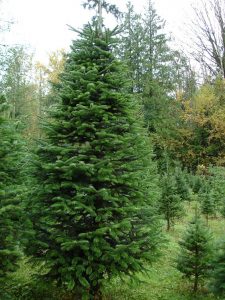 Nordmann Fir Christmas Trees