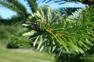Nordmann Fir Needles