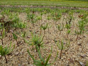 Nordmann Fir Saplings