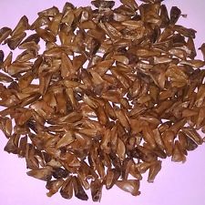 Nordmann Fir Seeds