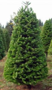 Nordmann Fir Tree