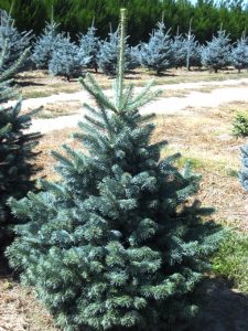 Rocky Mountain Fir