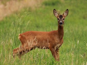 Roe Deer