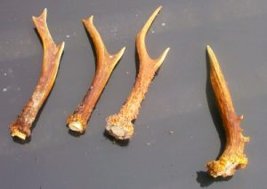 Roe Deer Antlers