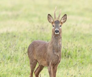 Roe Deer Buck