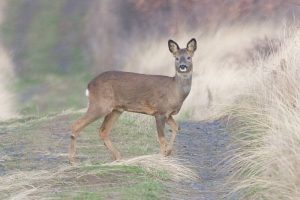 Roe Deer Female