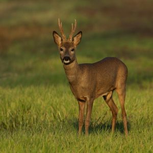 Roe Deer Images