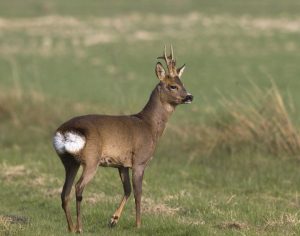 Roe Deer Pictures