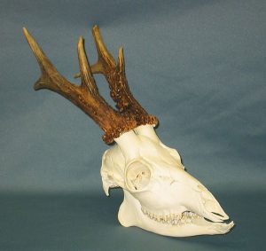Roe Deer Skull