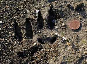 Roe Deer Tracks