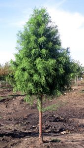 Shawnee Brave Bald Cypress