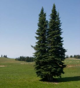 Subalpine Fir