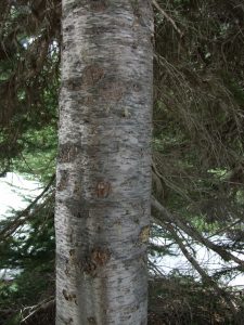 Subalpine Fir Bark