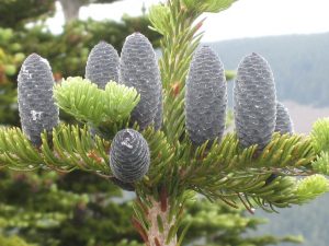 Subalpine Fir Cones