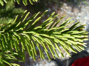 Subalpine Fir Needles