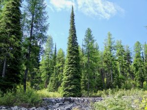 Subalpine Fir Pictures
