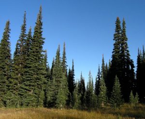 Subalpine Fir Tree