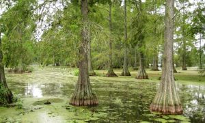 Swamp Cypress