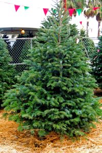 Turkish Fir