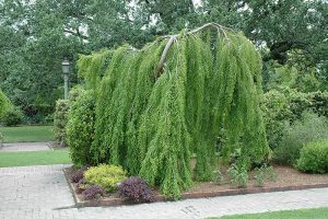 Weeping Bald Cypress