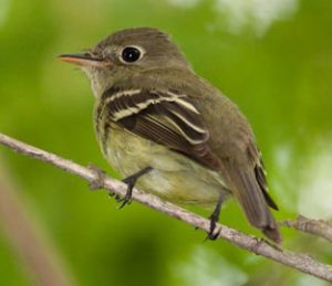 Yellow Bellied Flycatcher