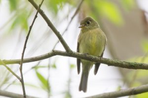 Yellow Bellied Flycatcher Bird